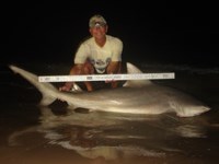 Sharkaholics - David Crain