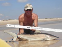 Sharkaholics - David Crain