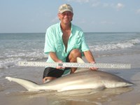 Sharkaholics - David Crain