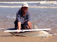 Sharkaholics - David Crain