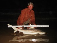 Sharkaholics - David Crain