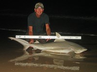 Sharkaholics - David Crain