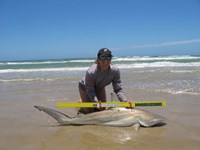 Team Rockstar - Dani Zirkel