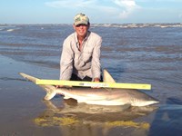 Sharkaholics - David Crain