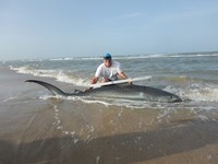Shark Tails - matthew ellis