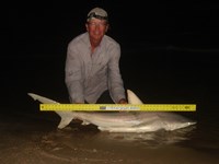 Sharkaholics - David Crain