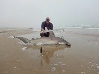 Shark Tails - matthew ellis
