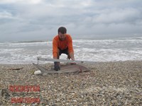 Team Rockstar - Brad Tabor