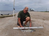 Stacking Gills - David  Counahan