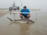 Shark Tails - tammy  ellis