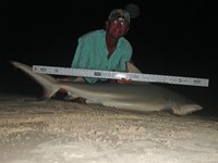 Sharkaholics - David Crain