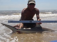 Sharkaholics - David Crain