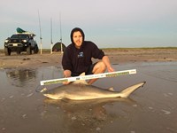 CatchSharks - Matt Hyde