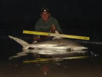 Sharkaholics - Zach Crain