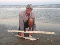 Sharkaholics - David Crain