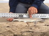 Sharknado - Jon Bunn