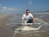 CatchSharks - Matt Hyde