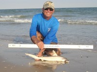 Sharkaholics - David Crain