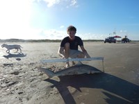 Shark Tails - christain tracy