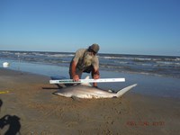 Team Southern Sharkers - David Tidwell