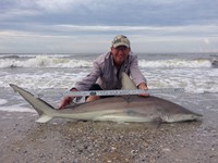 Sharkaholics - David Crain