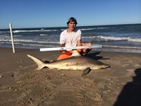 Hammerhead Mafia  - rolland hyatt