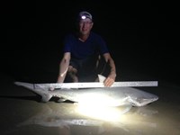 Sharkaholics - David Crain