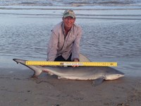 Sharkaholics - David Crain