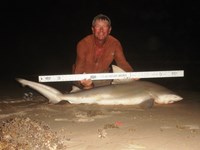 Sharkaholics - David Crain