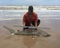 Down South Hook Setters - raul hernandez