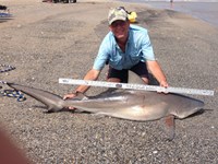 Sharkaholics - David Crain