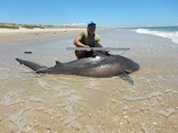Shark Tails - matthew ellis