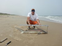 Shark Tails - matthew ellis