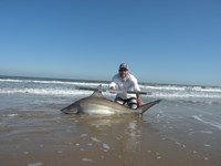 CatchSharks - Steven Kennedy