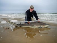 Fishing Locos - Mark Cano