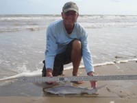 Sharkaholics - David Crain