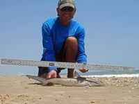 Sharkaholics - David Crain