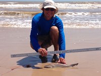 Sharkaholics - David Crain