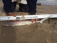 Sharknado - Wayne  Birch