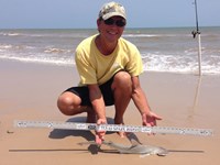 Sharkaholics - David Crain