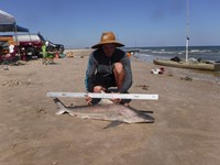 Stacking Gills - josh Counahan