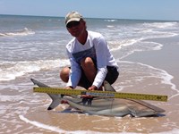 Sharkaholics - David Crain