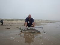 Shark Tails - matthew ellis