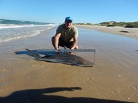 Shark Tails - matthew ellis