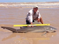 Sharkaholics - David Crain