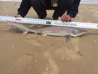 Sharknado - Wayne  Birch