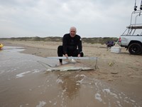 Shark Tails - matthew ellis