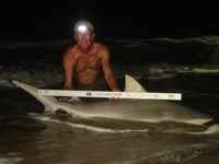 Sharkaholics - David Crain