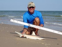 Sharkaholics - David Crain