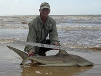 Sharkaholics - David Crain